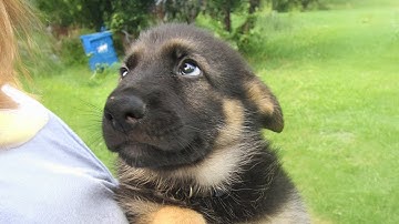 Dogs Being Absolute CHAOS for 20 Minutes Straight 😹