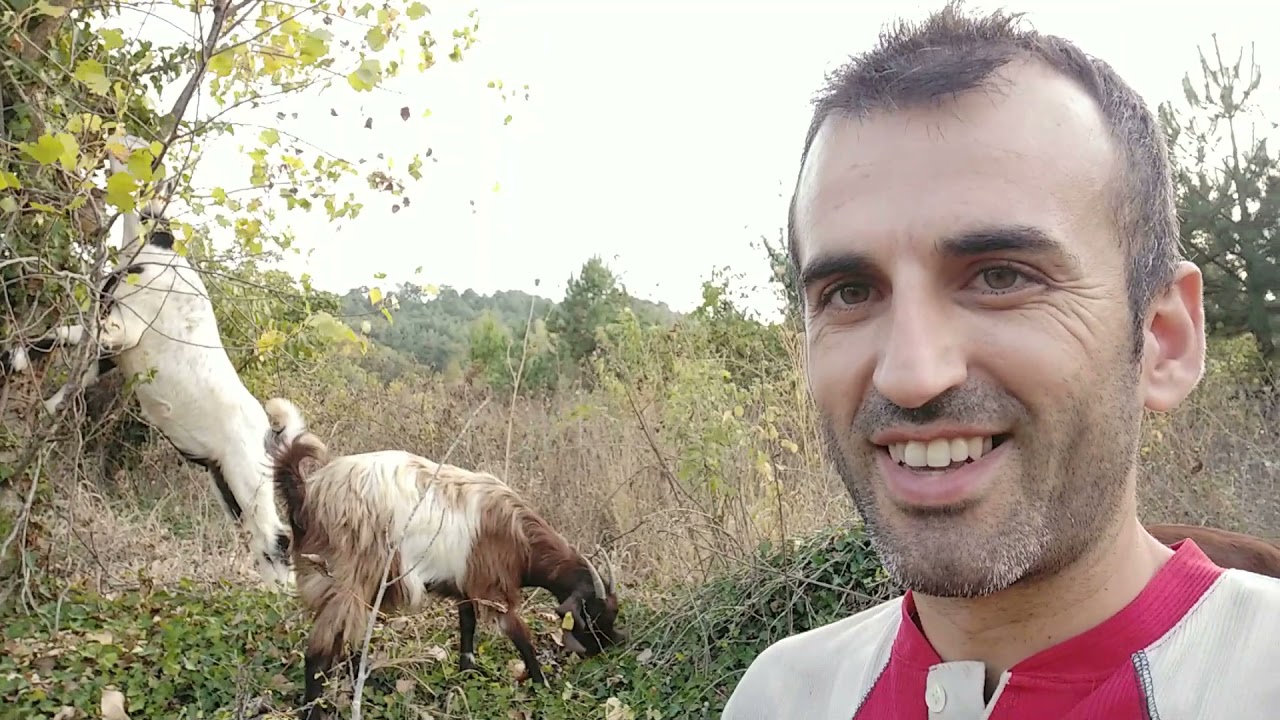 Halep keçisi iyi ve kötü yanları ( Yeni başlayacaklar için !!) (Yeni keçiler geliyor)