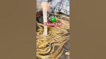 @thuysanwork ✅ Thu hoạch Cá Chình giá tốt 5XX ở Cà Mau #cáchình #càmau @cadacsan @luonviet