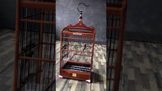 Download Lagu Kenari isian blackthroat / kenari isian sikatan londo / kenari isian mewah / kenari gacor /starblue. MP3