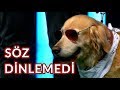 Abdullah Sesli ve Şeker | Yetenek Sizsiniz Türkiye