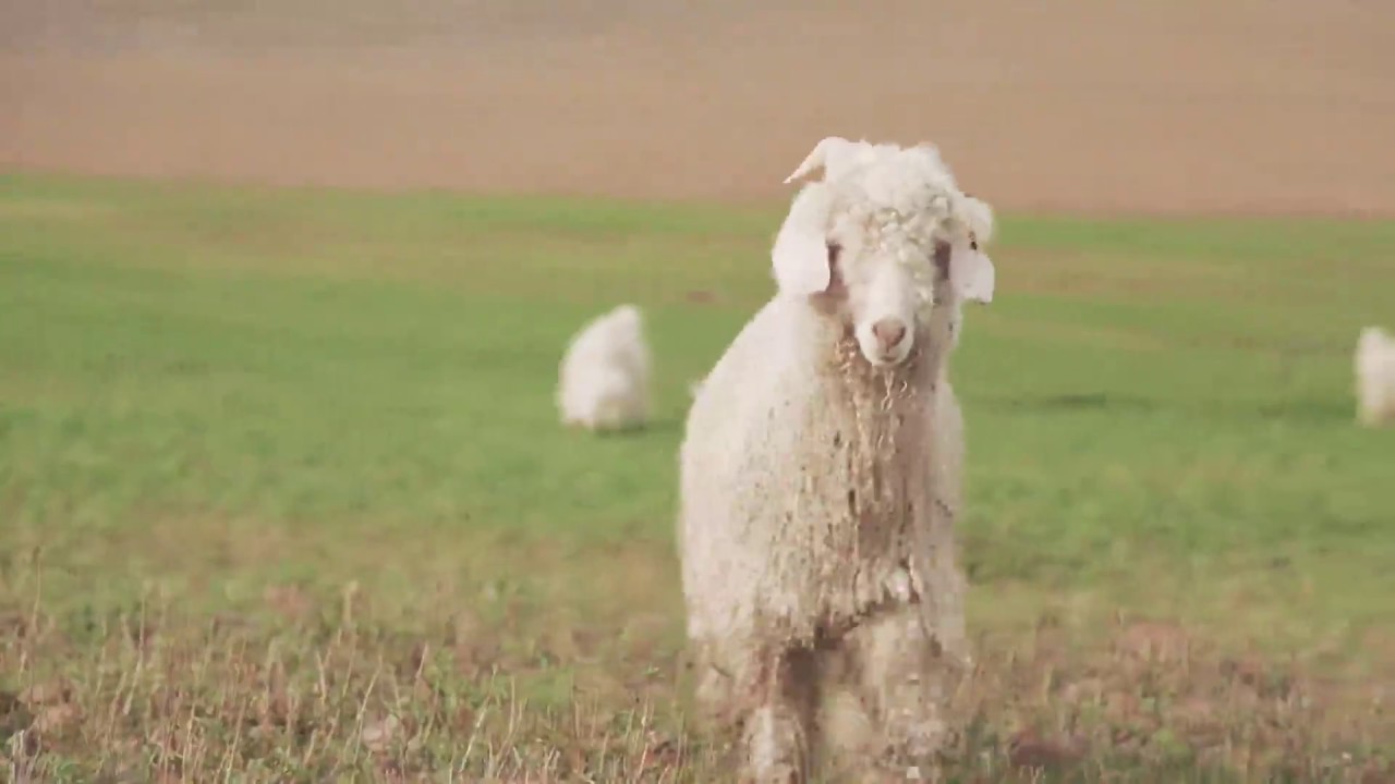 Cape Mohair - this is our story