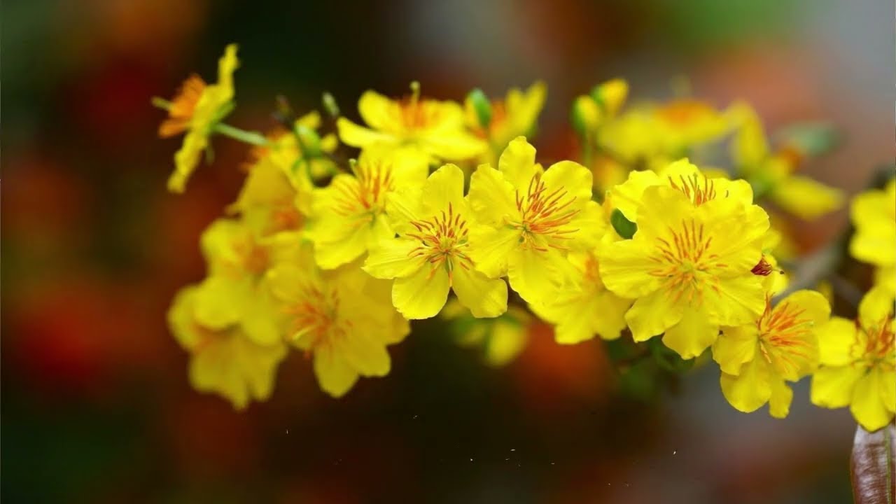 Một Năm Đã Qua (st: Đăng Khoa)