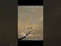 #trending #shorts #viral #video #allah