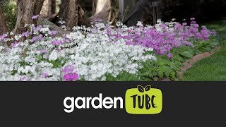 Freddies Primulas For Winter To Spring Colour