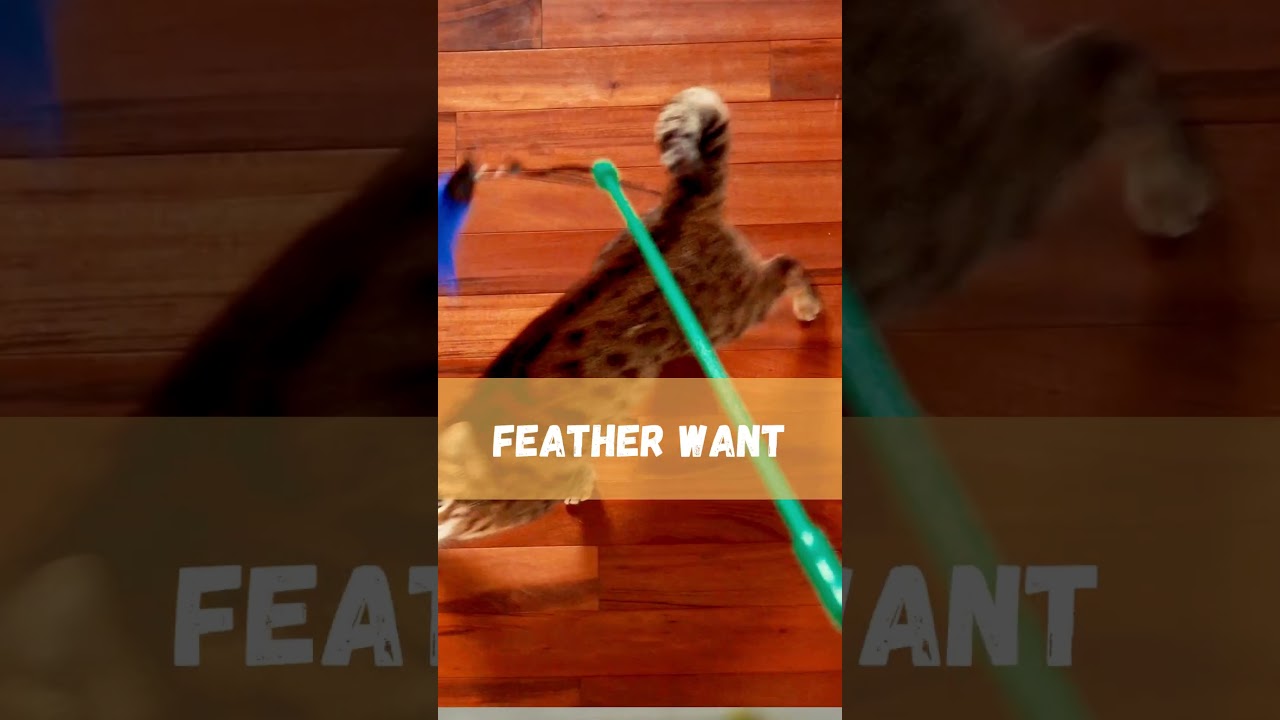 Feline Feather Frenzy: Unleashing the Excitement of Cat Toy Feathers!