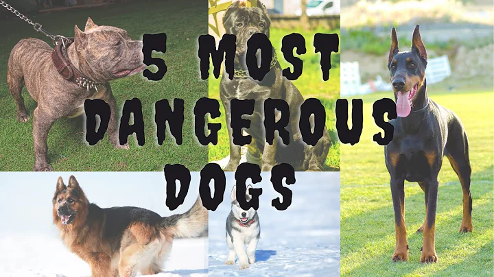 5 Most Dangerous Dog Breeds in the World | Five Most Dangerous Dogs in the World