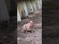 Little STEELY Is On the Move Again!