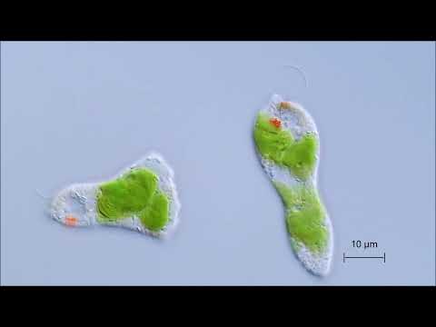 Video: Wie isst die euglena?