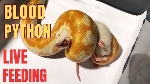 100 subscriber special! first time live feeding my blood python. Blood python vs. Rat.