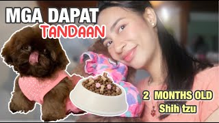 PAANO MAG ALAGA NG 2 MONTHS OLD NG SHIH TZU? ANO ANO ANG MGA KAILANGAN PAGKAKUHA SA KANILA?