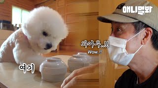 이 판에 내가 가진 개껌 모두를 건다. -프로개이멍 또이-ㅣPro-gamer, Genius Bichon Dog With 100% Shell Game Winning Rate screenshot 2