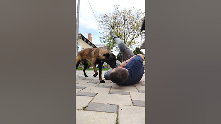 POV "Jesi gladan? NE HVALA!" 🤣 #smesno #balkan #funnydogs #funnyanimals #mojpas