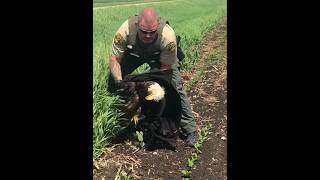 Injured Eagle Flies Again with Help 🦅💛