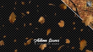 Leaves Falling | Motion Graphics - Videohive template