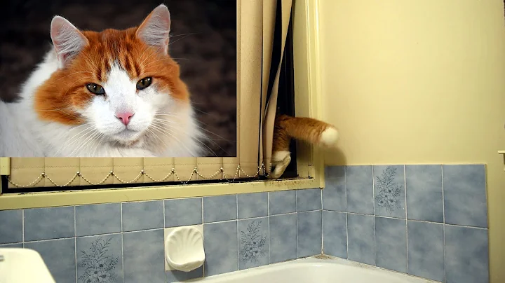 Video 121921: maine coon cat, pretty maine coon, funny maine coon