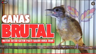 PANCINGAN / MASTERAN SUARA KAPAS TEMBAK GACOR DOR FULL NGEBREN NEMBAK KERAS DURASI PANJANG