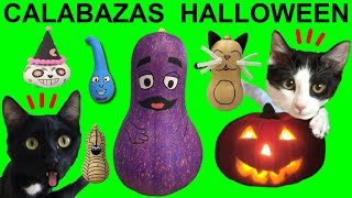Calabazas sorpresa de Halloween con cosas divertidas escondidas / Videos de gatos Luna y Estrella