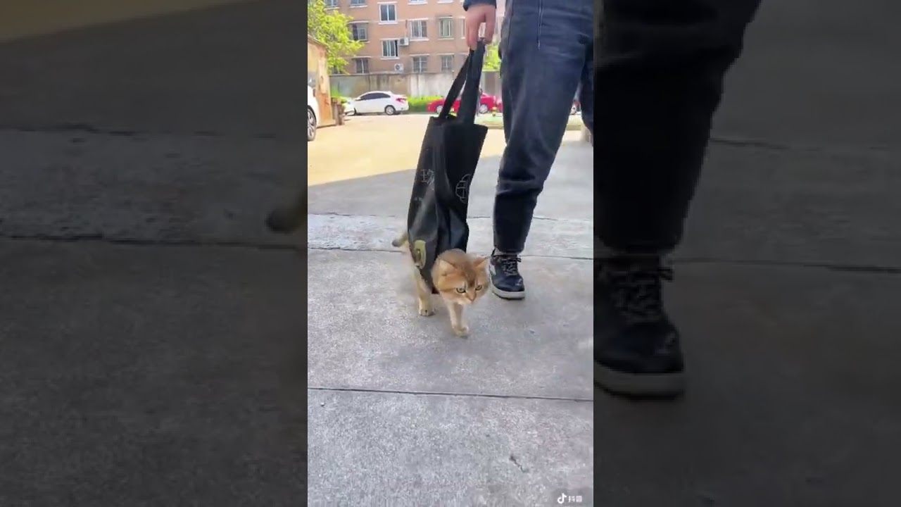 Funny pet video million views ❤️ || 