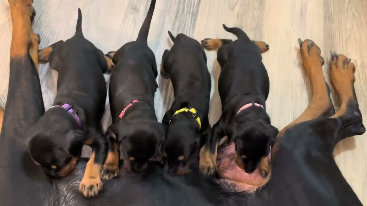Dam nursing her 3 week old European Doberman Puppies 