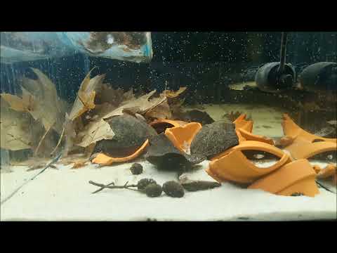Apistogramma sp. Abacaxis,