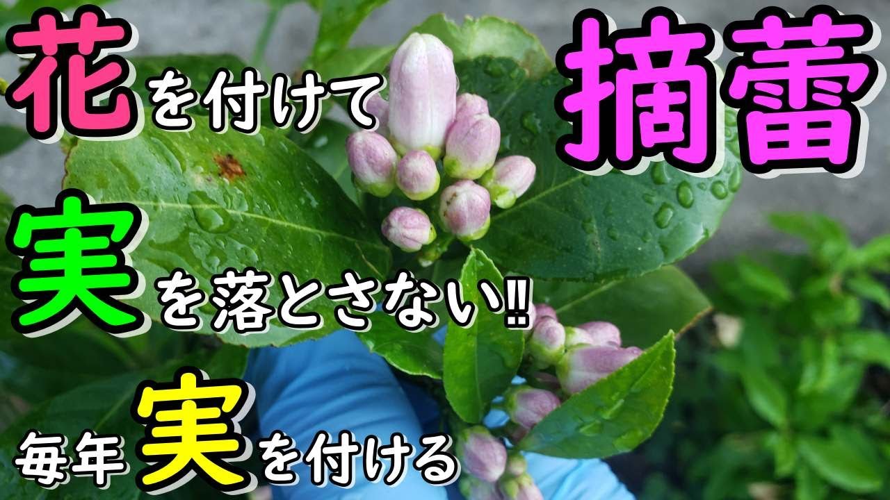 温州みかん苗木 蕾一杯(⁠/⁠^⁠-⁠^⁠(⁠^⁠ ⁠^⁠*⁠)⁠/レモンの横に maxresdefault.jpg