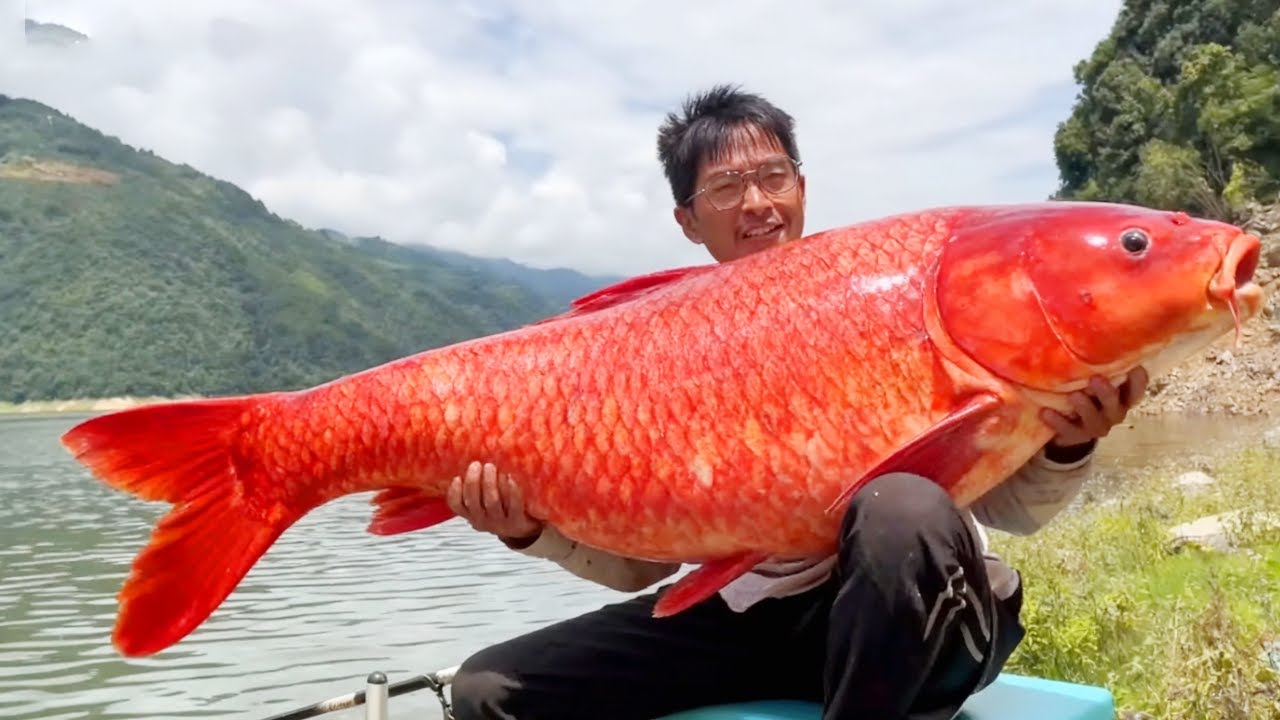 探钓水库垂钓巨物！今天又是钓大鱼的一天，百斤红色鲤鱼上钩，太爽了！【小宋野钓】