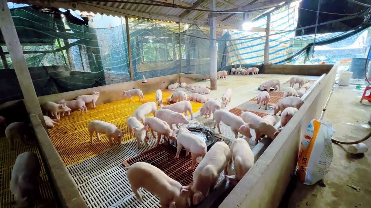 Giá heo chạm đáy - heo giống giảm. Người vui kẻ buồn