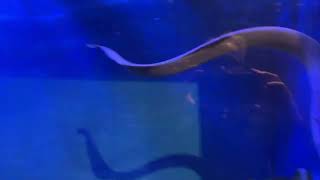 The Cuteness Returns: Zoo Welcomes Back Pacific Lamprey