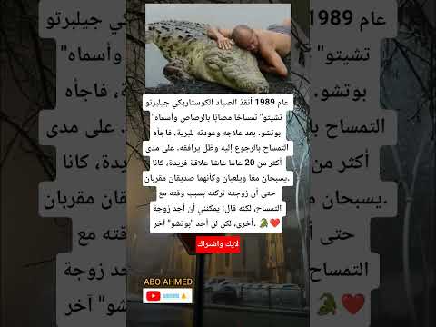 أنقذ الصياد الكوستاريكي جيلبرتو تشيتو تمساح ا مصاب ا بالرصاص وأسماه بوتشو بعد علاجه وعودته للبرية