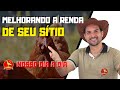 Galinha POEDEIRA ou FRANGO de GRANJA. Qual dá mais DINHEIRO?