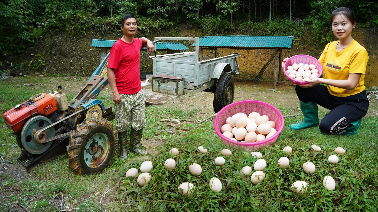 the-duck-lays-eggs-and-the-father-and-son-carry-wood-to-the-warehouse