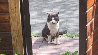 Ухаживания матёрого бандита. A seasoned bandit courting a cat Collar