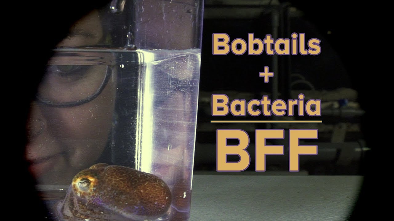 ⁣Bobtails + Bacteria = BFF