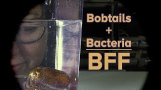 Bobtails Bacteria Bff