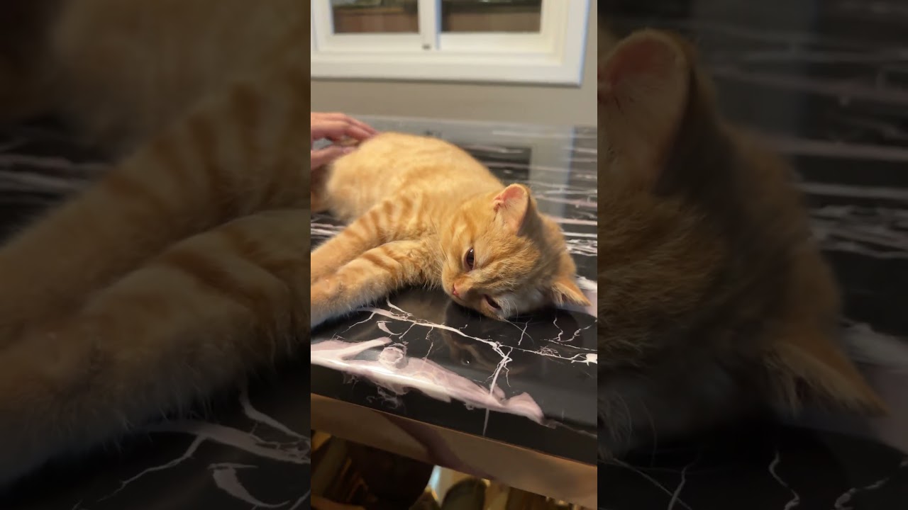 แอบลักหลับ #cat #แมว #cute #cutecat #funnycats #kitten #pets #meow #แมวถังแก๊ส #funny