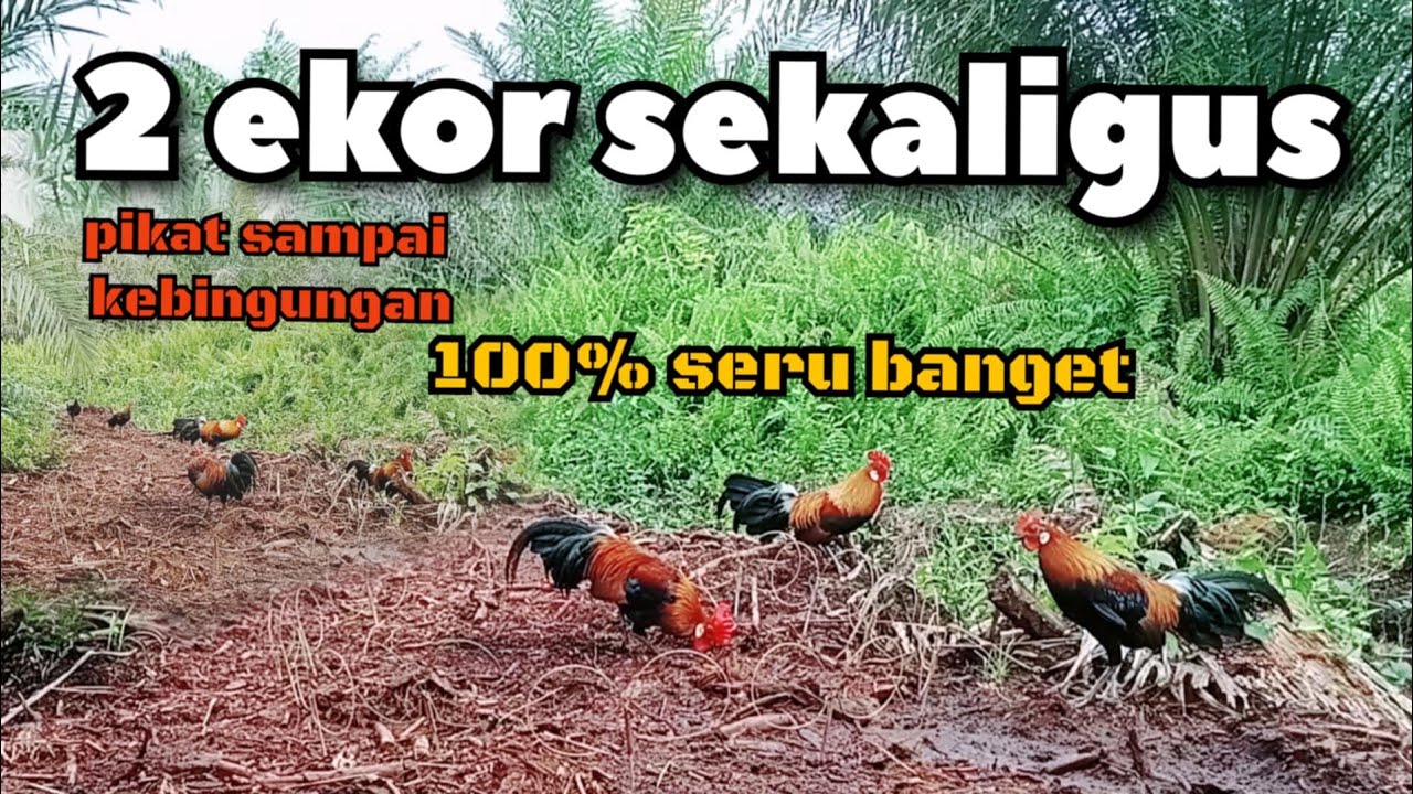 2 ekor sekaligus mengelilingin pikat-pikat sampai bingung