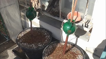 Making airlayer on bald cypress trees