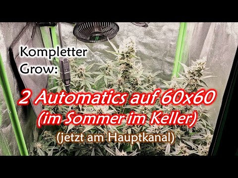 60x60 Low Budget Automatic Grow im Sommer im Keller