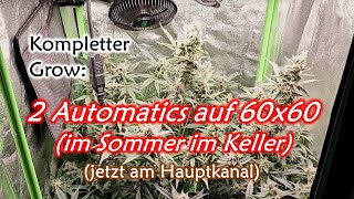 60x60 Low Budget Automatic Grow im Sommer im Keller