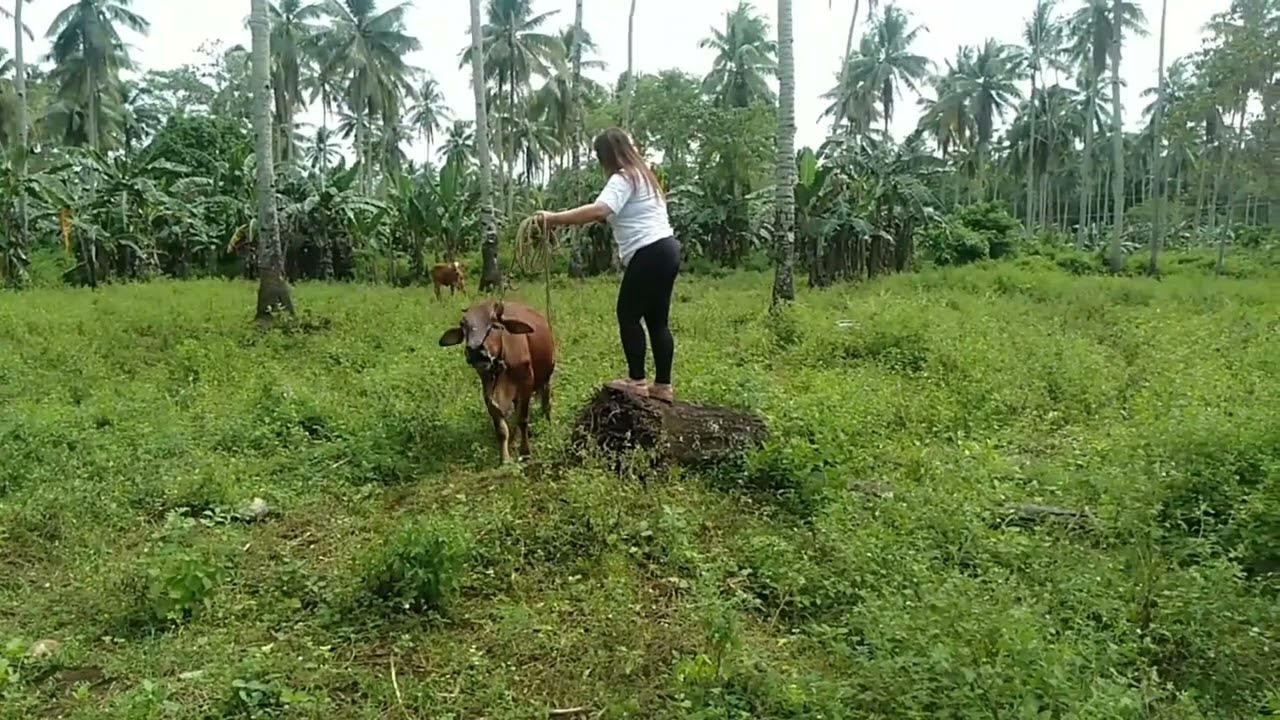 Riding a cow