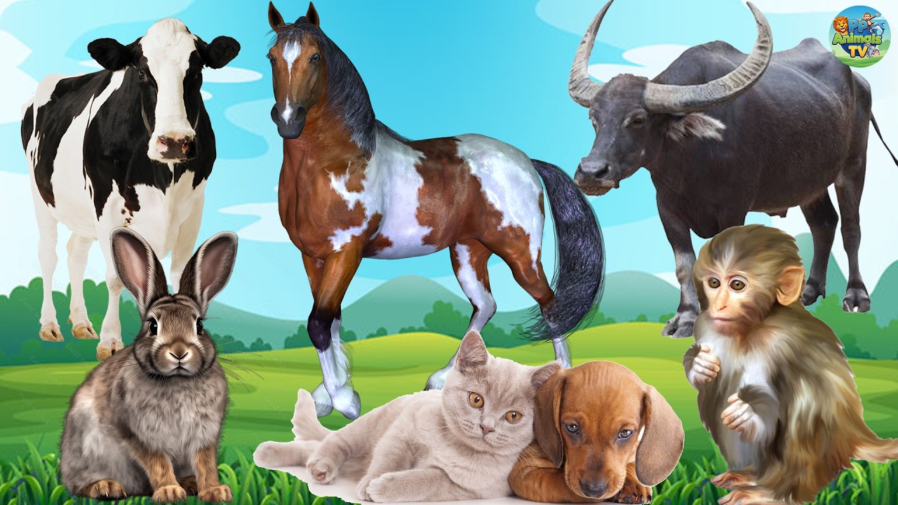 Cute Little Animals - Buffalo, Cow, Horse, Dog, Cat, Rabbit, Monkey - Animal Sounds