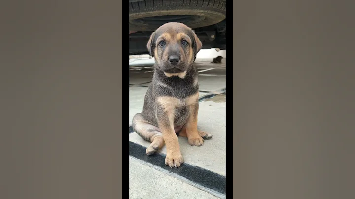 These Cuties Ate All My Money😂😂😍#funnyvideo