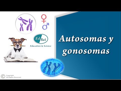 Vídeo: Diferencia Entre Autosomas Y Cromosomas