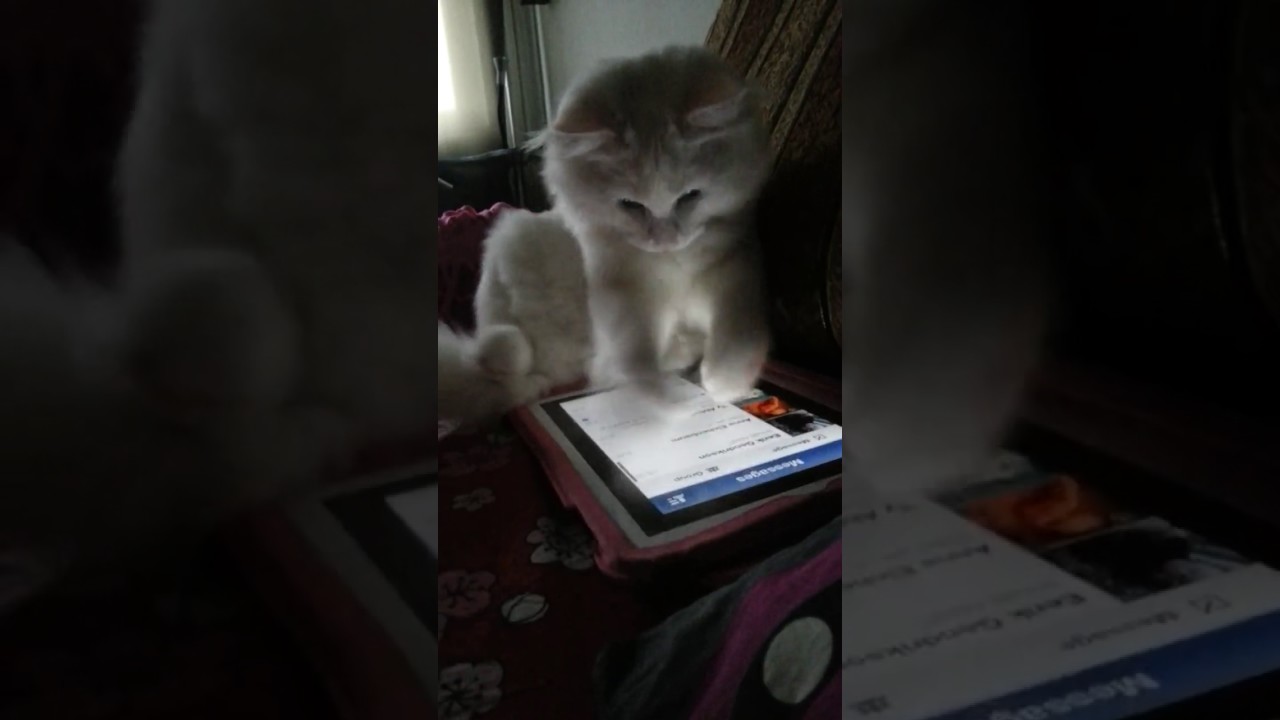 YouTube player