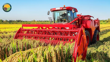 How American Farmers Harvest 9.97 Million Tons of Rice by Machine | Farming Documentary