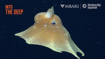What creatures live in the "Midnight Zone" of the deep sea? | Into The Deep