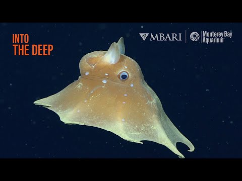 What creatures live in the "Midnight Zone" of the deep sea? | Into The Deep