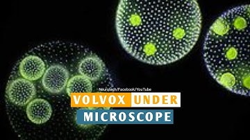 Volvox Properties Under Microscope (Neurotech)