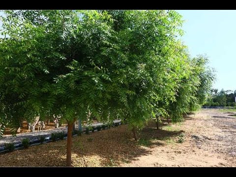 Vídeo: Onde são encontradas árvores deodar na Índia?